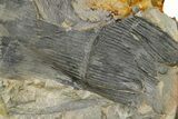 Pennsylvanian Calamites Stem Fossil - Kentucky #255665-1